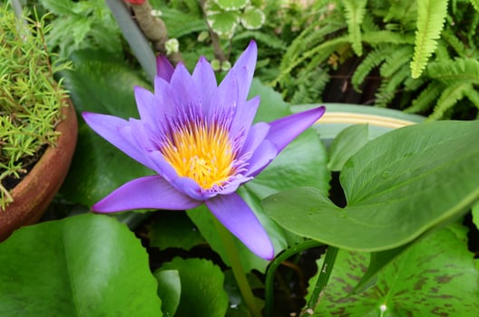 A purple water lily in a pot photo
