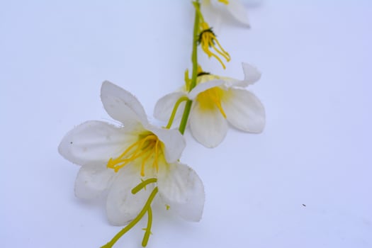 Beautiful white phalaenopsis orchid blossoms in full bloom, their delicate petals a symbol of spring's floral beauty photo