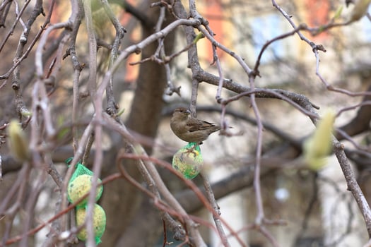 A bird is perched on a branch of a tree photo