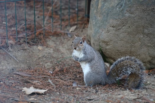 A squirrel standing on the ground near a rock photo