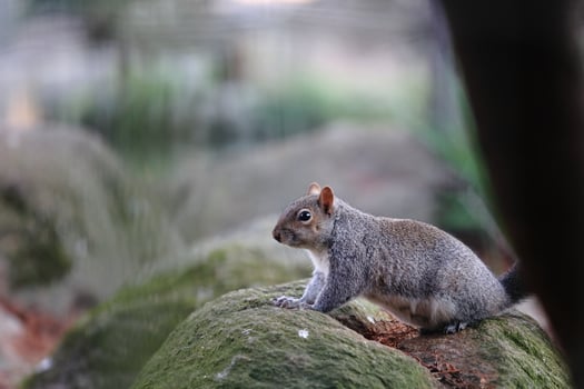 A squirrel is standing on a rock in the zoo photo
