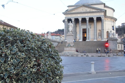 A bush with green leaves photo