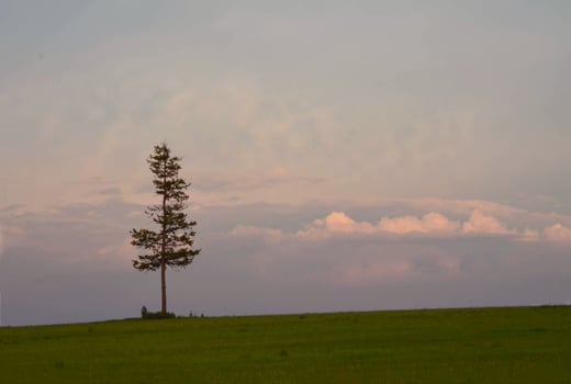 A lonely pine tree standing on a green hill photo