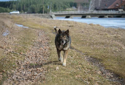 A black dog walks along a forest road along a river photo