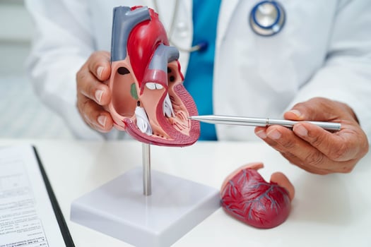 Cardiovascular disease CVD, doctor with heart human model anatomy for treatment p photo