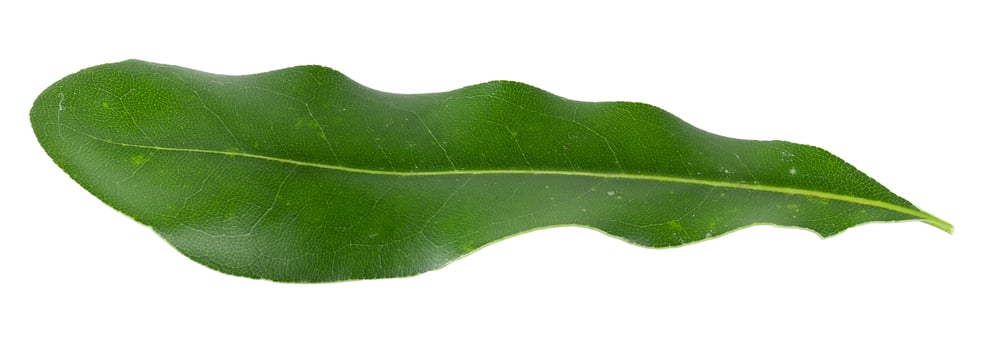 Green Macadamia leaves isolated on white background photo