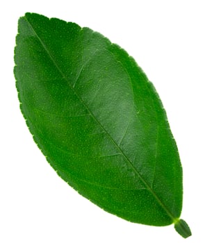 Citrus leaves isolated on a white background photo