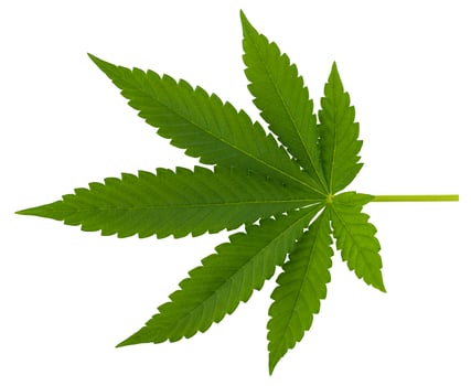 Green leaf of cannabis isolate on a white background photo