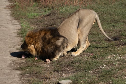 Lion Eating Prey Grassland Wildlife - A lion is eating prey on a dirt path in a grassland. photo