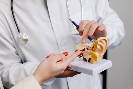A young aAA young attractive otolaryngologist doctor shows a mock-up of an ear and tells a patient about the structure of the ear, close-up. photo