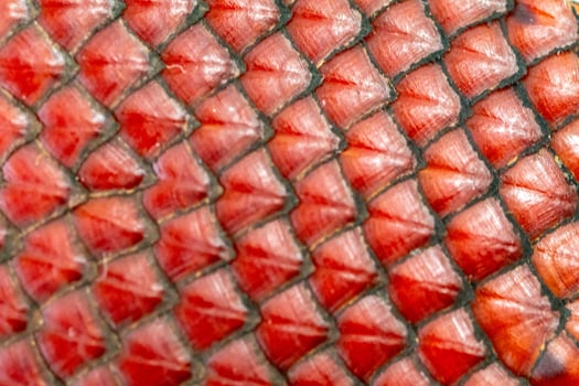 Texture of the skin of ripe buriti fruit 2 photo