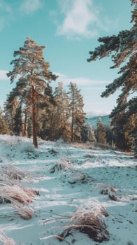 Winter landscape with trees and snow photo