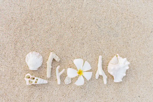 Seashell, Tropical white flower, Corals Composition on beach sand. Minimal pattern variety of sea shells, corals, frangipani flower on sandy shore. Creative top view of natural sea life photo