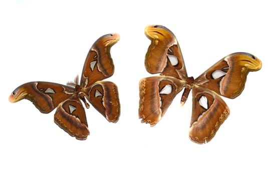 Attacus atlas butterflies on white background photo