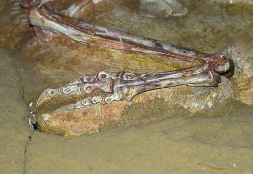 Fossileazed paw of Oviraptor found in Gobi deserd Mongolia photo