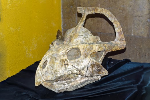 Fossils of Protoceratops found in Mongolia Gobi Desert. photo