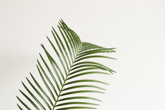 Abstract background. Palm branch on white background. Scandinavian interior fragment photo