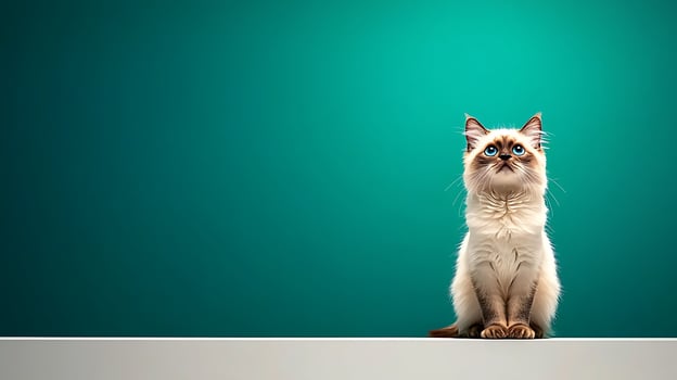 A fluffy cat with striking blue eyes sits on a ledge against a vibrant teal background photo