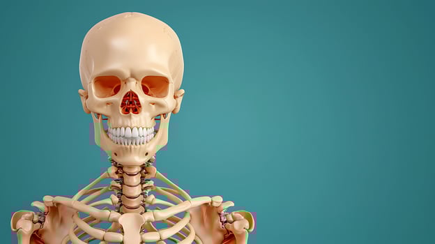 Anatomical model of a human skeleton smiling against a turquoise background, ideal for educational use photo