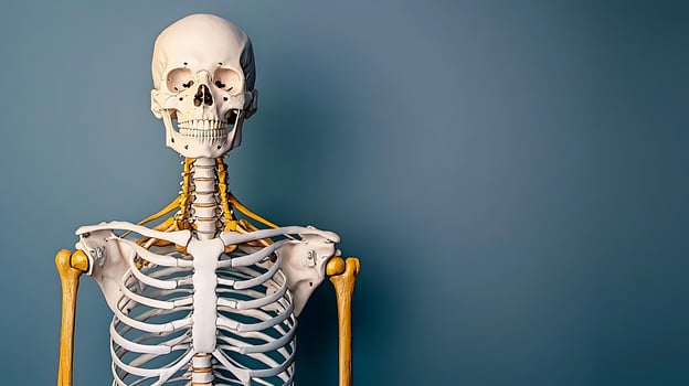 Anatomical human skeleton model against a blue backdrop, showcasing detailed bone structure photo