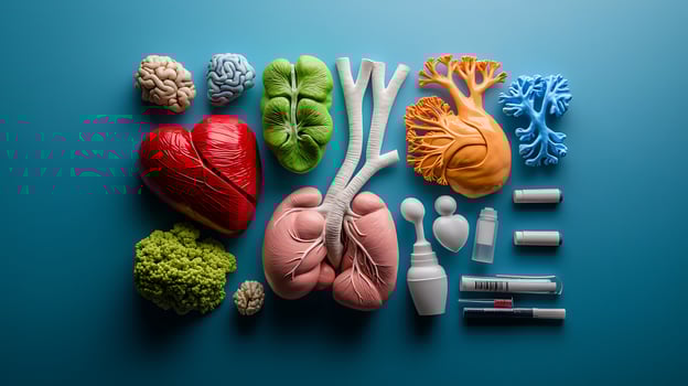 Colorful anatomical models of human organs arranged artistically on a blue background photo