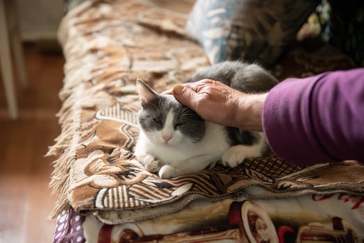Young gray cat with yellow eyes looking in the camera and old person petting the cat photo