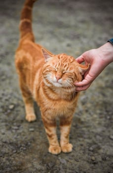 Person petting stray ginger cat outside as a caring of a World Animal Day photo