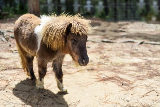 Side vew of calm brown pony walking photo