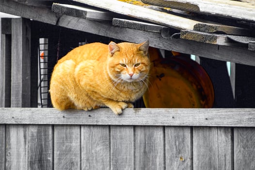 Street fat red cat lying on the fence photo