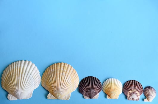 Japanese sea scallop seashells on blue background. close-up photo