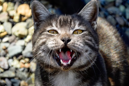 Portrait of 1 year old black cat with gray stripe meowing and asking food photo