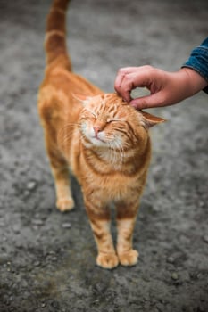 Person petting stray ginger cat outside as caring of a World Animal Day photo