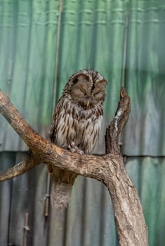 Ural owl Strix uralensis bird sleeping photo
