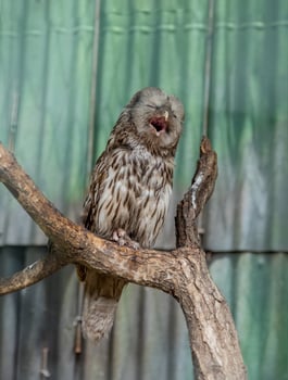 Ural owl Strix uralensis bird sleeping alone photo