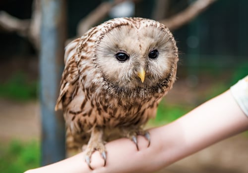 Person holding Ural owl Strix uralensi bird on arm as a caring of a World Animal Day photo