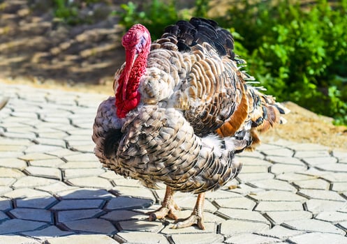 Turkey walking outside close up photo