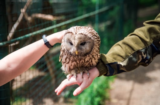 Person holds Ural owl Strix uralensis bird on arm as a caring of a World Animal Day photo