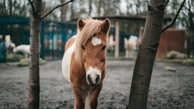 A horse standing in a pen with trees in the background photo