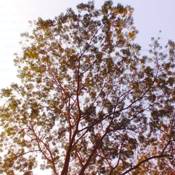 Lush Canopy of a Majestic Tree Reaching Towards the Sky photo