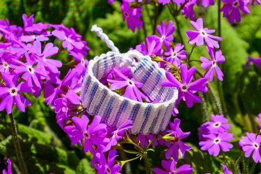 Woven friendship bracelet handmade of thread on flowers Birds eye Primrose Primula farinosa photo