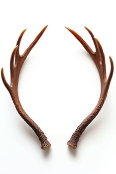 Beautifully shaped deer antlers showcasing intricate details against a clean background. photo