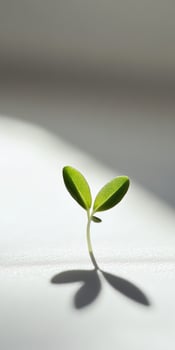 Tiny seedling on smooth white surface symbolizing new beginnings and growth photo