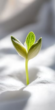 Tiny green seedling emerging on smooth white surface for growth and renewal concepts photo