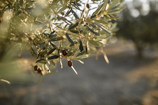 The setting sun casts a golden hue over the olive branches, highlighting the deep green fruit and delicate, twisting twigs. photo