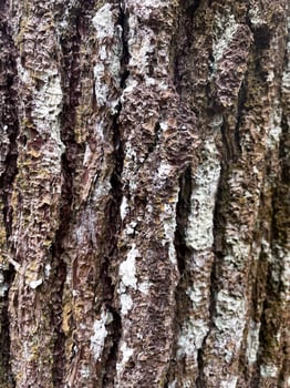Close up view of a pine tree trunk used as a texture background photo
