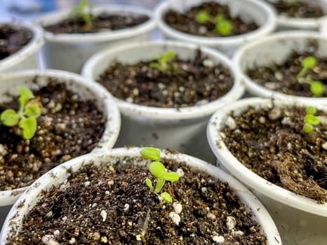 Sprout for planting in springtime in warm soil photo