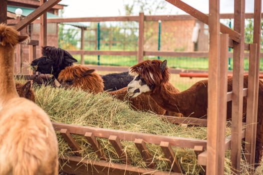 Alpacas eating hay in a pen photo