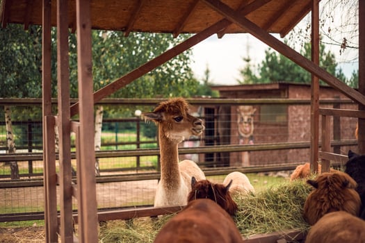 A llama is eating hay in a pen photo