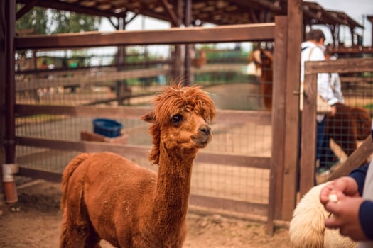A brown alpaco in a pen with people behind it photo