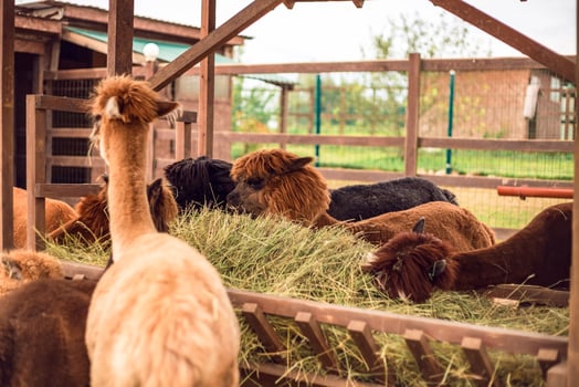Alpacas eating hay in a pen photo